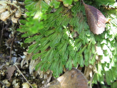 Selaginella pilifera