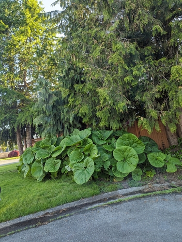 Petasites japonicus