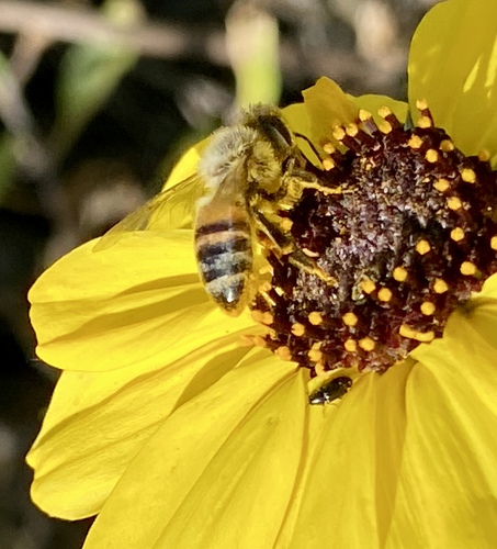 iNaturalist observation photo of Soft-winged Flower Beetles
