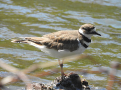 Charadrius vociferus