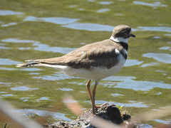 Charadrius vociferus