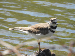 Charadrius vociferus