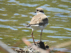 Charadrius vociferus