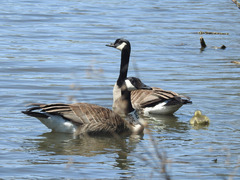 Branta canadensis