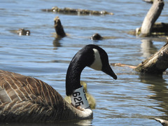 Branta canadensis