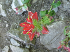 Castilleja scorzonerifolia