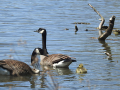 Branta canadensis