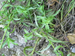 Castilleja scorzonerifolia
