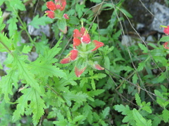 Castilleja scorzonerifolia