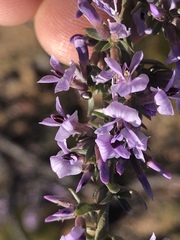 Amphithalea violacea