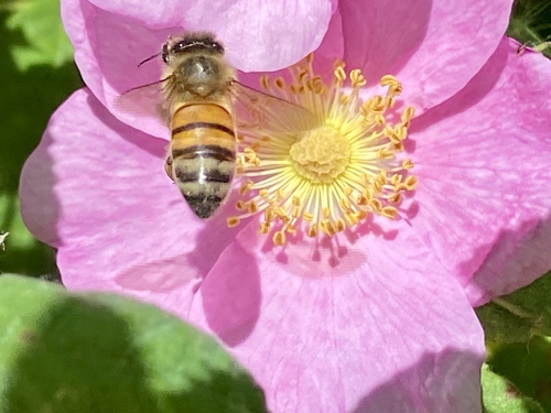 iNaturalist observation photo of Western Honey Bee