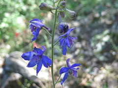 Delphinium madrense