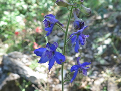 Delphinium madrense