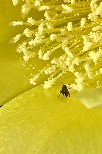 iNaturalist observation photo of Beetles