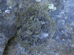 Speerschneidera euploca