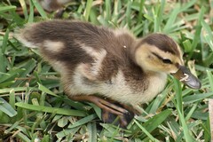Mottled Duck photo 6