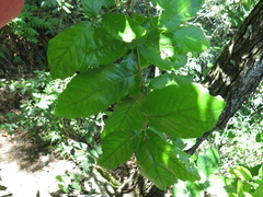 Quercus clivicola