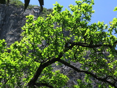 Quercus clivicola