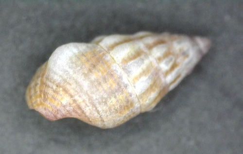 Bittium impendens observed 2024-05-07