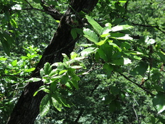 Quercus clivicola