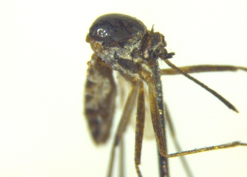 Tripteroides punctolateralis