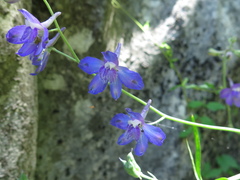 Delphinium madrense
