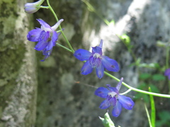 Delphinium madrense