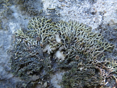 Speerschneidera euploca