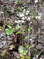 Spiraea prunifolia pseudoprunifolia