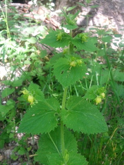 Scrophularia vernalis