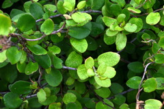 Muehlenbeckia australis × complexa