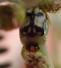 Peltoschema hamadryas