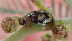 Peltoschema hamadryas