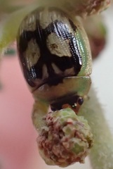 Peltoschema hamadryas