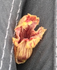 Orobanche austrohispanica