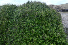 Muehlenbeckia australis × complexa