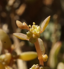 Suaeda novae-zelandiae