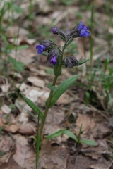 Pulmonaria angustifolia