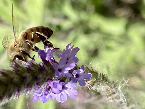 iNaturalist observation photo of Western Honey Bee