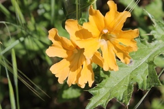 Diplacus grandiflorus