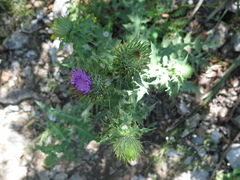 Cirsium acrolepis