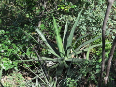 Agave difformis