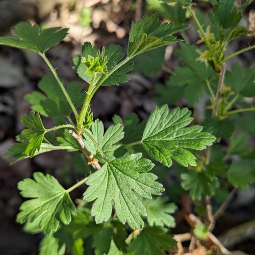 Image of American gooseberry by (c) Loïc Mathieu, some rights reserved (CC BY)