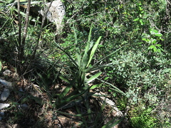 Agave difformis
