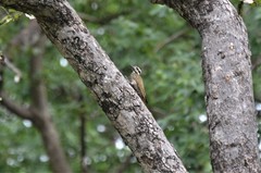 Chloropicus namaquus