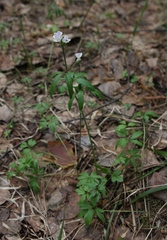 Cardamine trifida