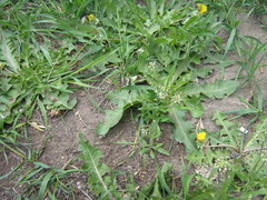 Capsella bursa-pastoris