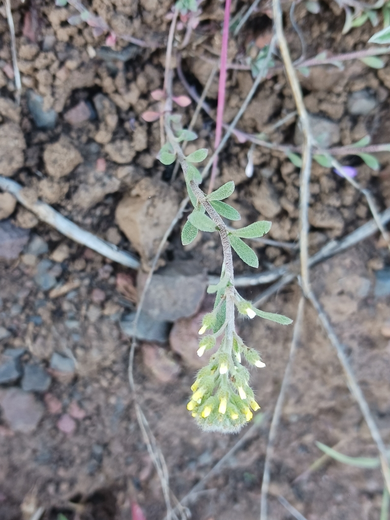 Small Alison from Wallowa County, US-OR, US on May 7, 2024 at 06:11 PM ...