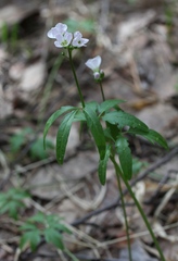 Cardamine trifida