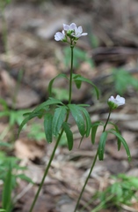 Cardamine trifida